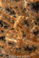 Pygmy seahorse with stretch marks!  Hippocampus denise mi... by Richard Smith 